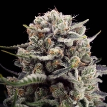 B-45 by Booba (Silent Seeds) Cannabis Seeds