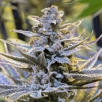 Cookielato (Silent Seeds) Cannabis Seeds