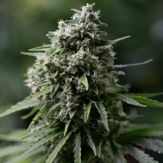 Critical + 2.0 (Silent Seeds) Cannabis Seeds