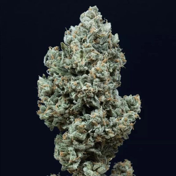 Critical + 2.0 Auto (Silent Seeds) Cannabis Seeds