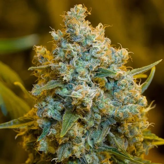 Critical Jack (Silent Seeds) Cannabis Seeds