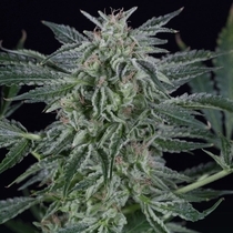 Critical Jack Auto (Silent Seeds) Cannabis Seeds