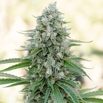 Critical Mango  (Silent Seeds) Cannabis Seeds