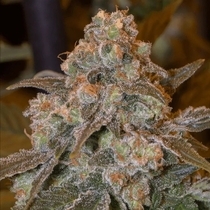 Gorilla Frost (Silent Seeds) Cannabis Seeds
