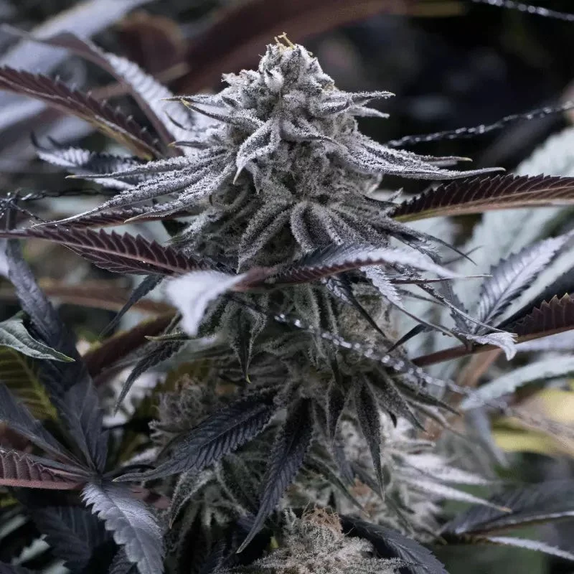 Grape Juice (Silent Seeds) Cannabis Seeds