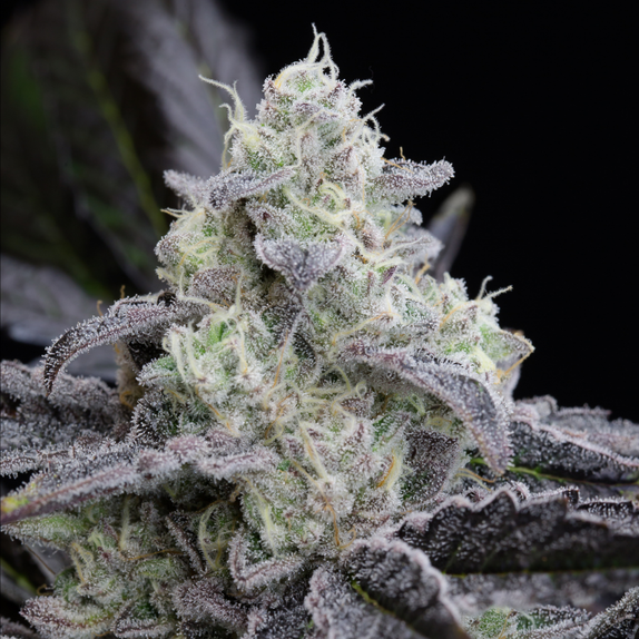 L.A. Vanilla Cake  (Silent Seeds) Cannabis Seeds