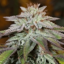 L.A. Vanilla Cake Auto (Silent Seeds) Cannabis Seeds