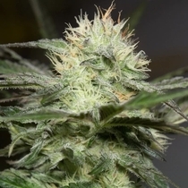 Lemon Sorbet (Silent Seeds) Cannabis Seeds