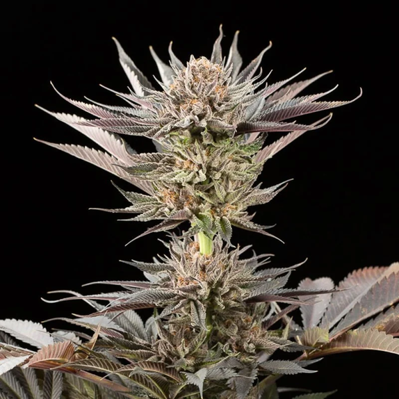 Lemon Tree 2.0 by Lemon Tree (Silent Seeds) Cannabis Seeds