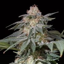 Lemon Tree FAST by Lemon Tree (Silent Seeds) Cannabis Seeds