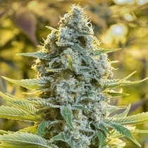 Moby Dick (Silent Seeds) Cannabis Seeds