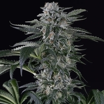 Moby Dick Auto (Silent Seeds) Cannabis Seeds