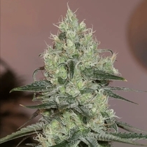 Original Amnesia (Silent Seeds) Cannabis Seeds