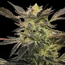 Pink Sunset Auto by Sherbinskis (Silent Seeds) Cannabis Seeds