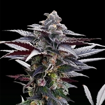 Pink Sunset by Sherbinskis (Silent Seeds) Cannabis Seeds