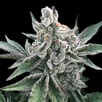 Polar Gelato Auto (Silent Seeds) Cannabis Seeds