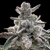 Polar Gelato by Sherbinskis (Silent Seeds) Cannabis Seeds