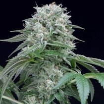 Starfire OG (Silent Seeds) Cannabis Seeds