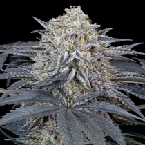 Watermelon Runtz (Silent Seeds) Cannabis Seeds