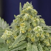 White Widow (Silent Seeds) Cannabis Seeds