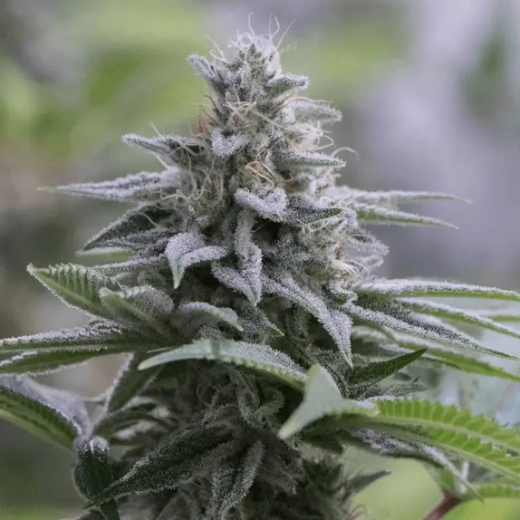 Zkittlez 2.0 (Silent Seeds) Cannabis Seeds