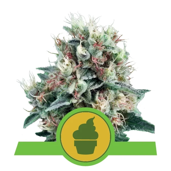 Royal Creamatic (Royal Queen Seeds) Cannabis Seeds