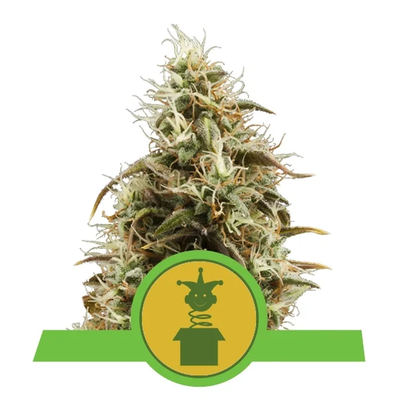 Royal Jack Automatic (Royal Queen Seeds) Cannabis Seeds