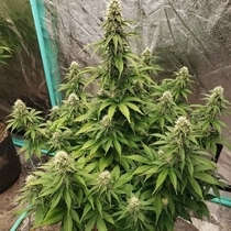 Dog Whistle Auto (Night Owl Seeds) Cannabis Seeds