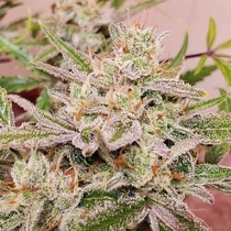 Spotless Mind Auto (Night Owl Seeds) Cannabis Seeds