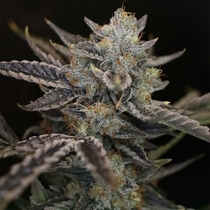 Strawberry Safari V2 Auto (Night Owl Seeds) Cannabis Seeds