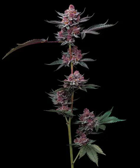 Cherry Poppers (Barneys Farm Seeds) Cannabis Seeds