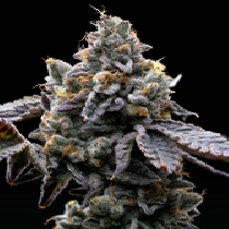 GMO Cookies (Barneys Farm Seeds) Cannabis Seeds