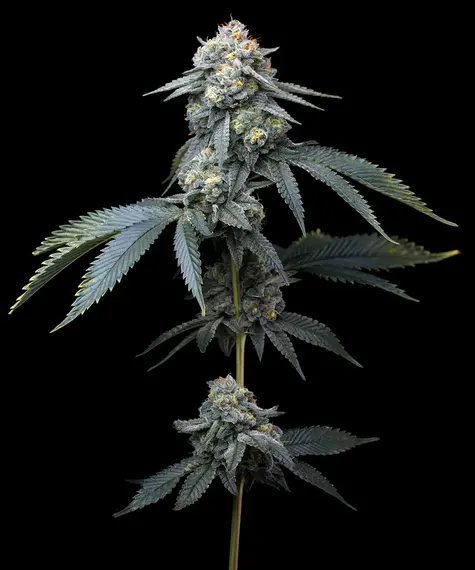 Jealousy (Barneys Farm Seeds) Cannabis Seeds