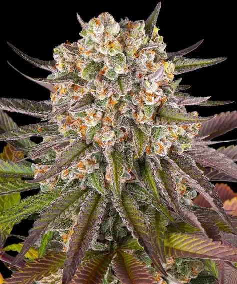 Limoncello  (Barneys Farm Seeds) Cannabis Seeds