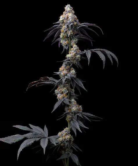 Rainbow Sherbet (Barneys Farm Seeds) Cannabis Seeds