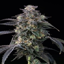 Super Boof (Barneys Farm Seeds) Cannabis Seeds