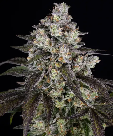 Trainwreck (Barneys Farm Seeds) Cannabis Seeds