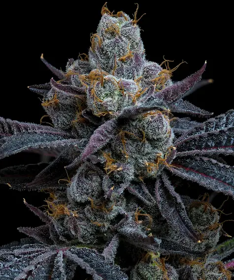 White Runtz (Barneys Farm Seeds) Cannabis Seeds