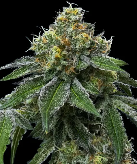 RS11 x Banana OG Doja Exclusive (Barneys Farm Seeds) Cannabis Seeds