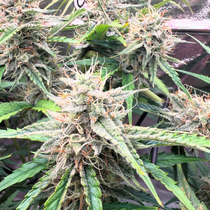 Auto White Runtz (Outcast autos) Cannabis Seeds
