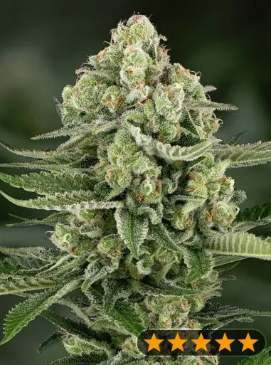 5Star Apple Fritter Auto (PowerStrains) Cannabis Seeds
