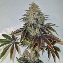 Chakraz (Conscious Genetics) Cannabis Seeds