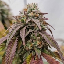 Chronics Kush F2 (Conscious Genetics) Cannabis Seeds