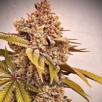 Exodus Fumes (Conscious Genetics) Cannabis Seeds