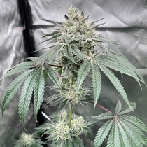 Gas Dropz (Conscious Genetics) Cannabis Seeds