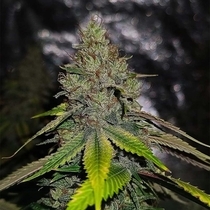 Gas Line (Conscious Genetics) Cannabis Seeds