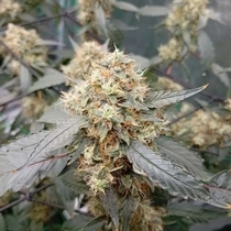 OG Scotti (Conscious Genetics) Cannabis Seeds