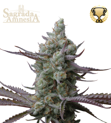 Superior Sagrada Amnesia (SeedStockers Seeds) Cannabis Seeds