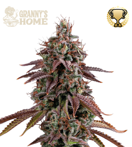 Superior Grannys Home (SeedStockers Seeds) Cannabis Seeds