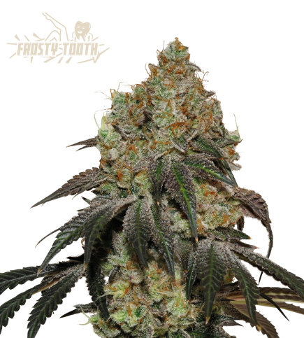 Superior Frosty Tooth (SeedStockers Seeds) Cannabis Seeds